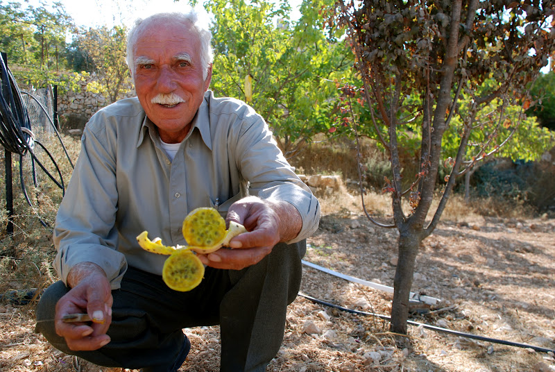 Abu Nidal holds a cactus fruit from his home garden. Known in Arabic as 