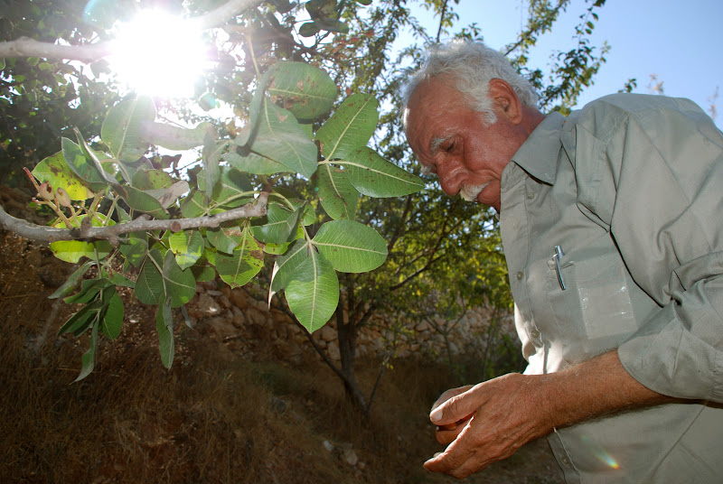 Abu Nidal checking on his pistachio tree while on his way to visit his parents' graves