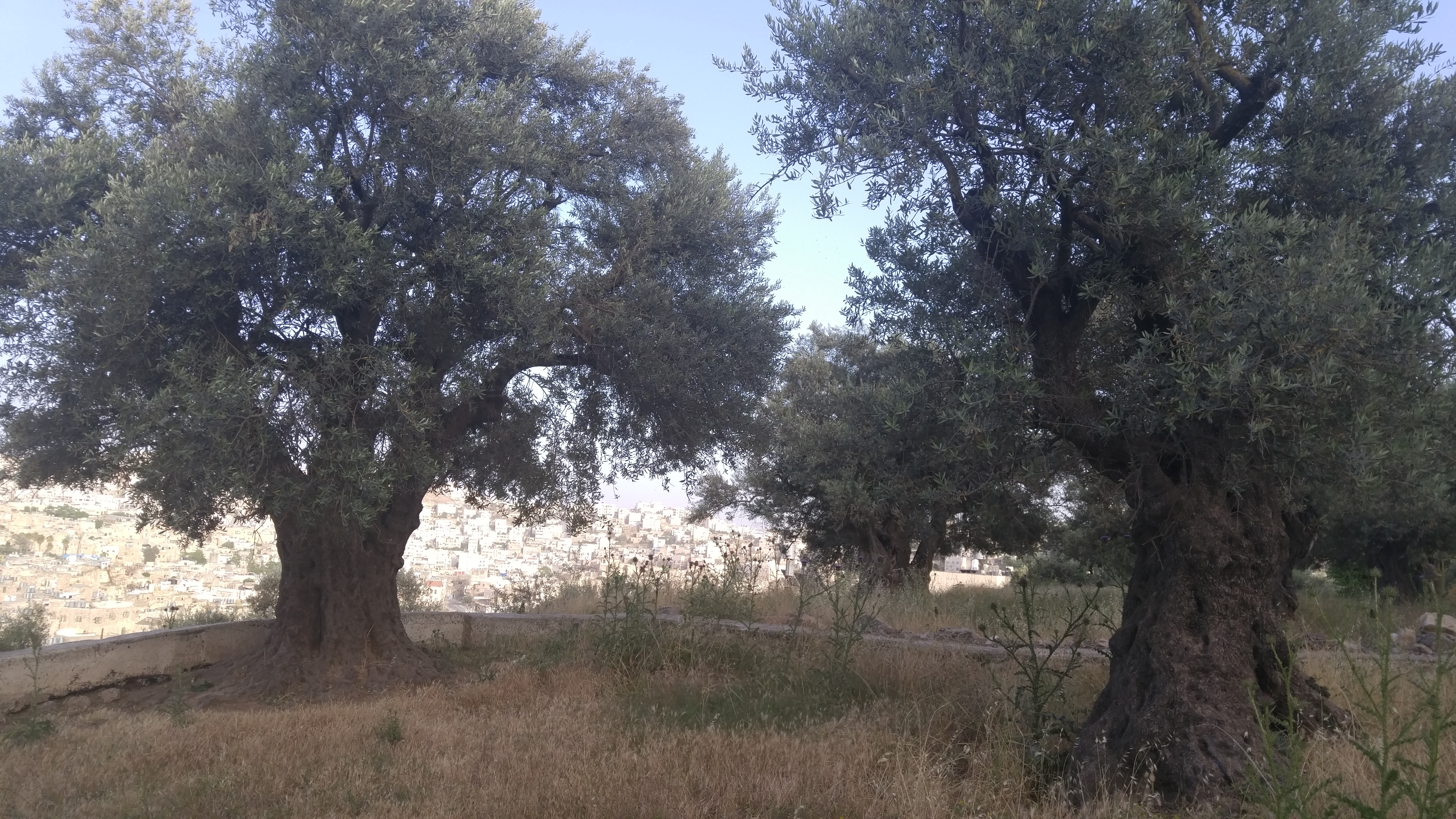 5. Olive trees