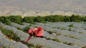 The Palestinian Farmers Battling Border Restrictions and Lack of Water
