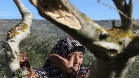 Israeli forces uproot 120 olive trees near Salfit