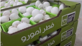 First Mushroom Farm in Palestine Ends Israel’s Monopoly