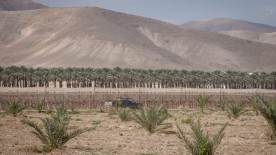 Jordan Valley Settlers Took 150 Acres From Palestinians in 2015