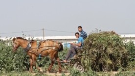 Gaza farmers mark Land Day with steadfastness