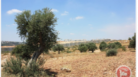 Palestinian Farmers Accuse Israeli Settlers of Stealing Harvest from 400 Olive Trees