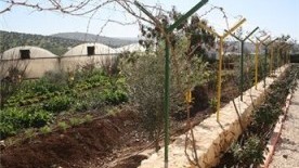 Kale Project challenges Israeli control over Palestinian agriculture