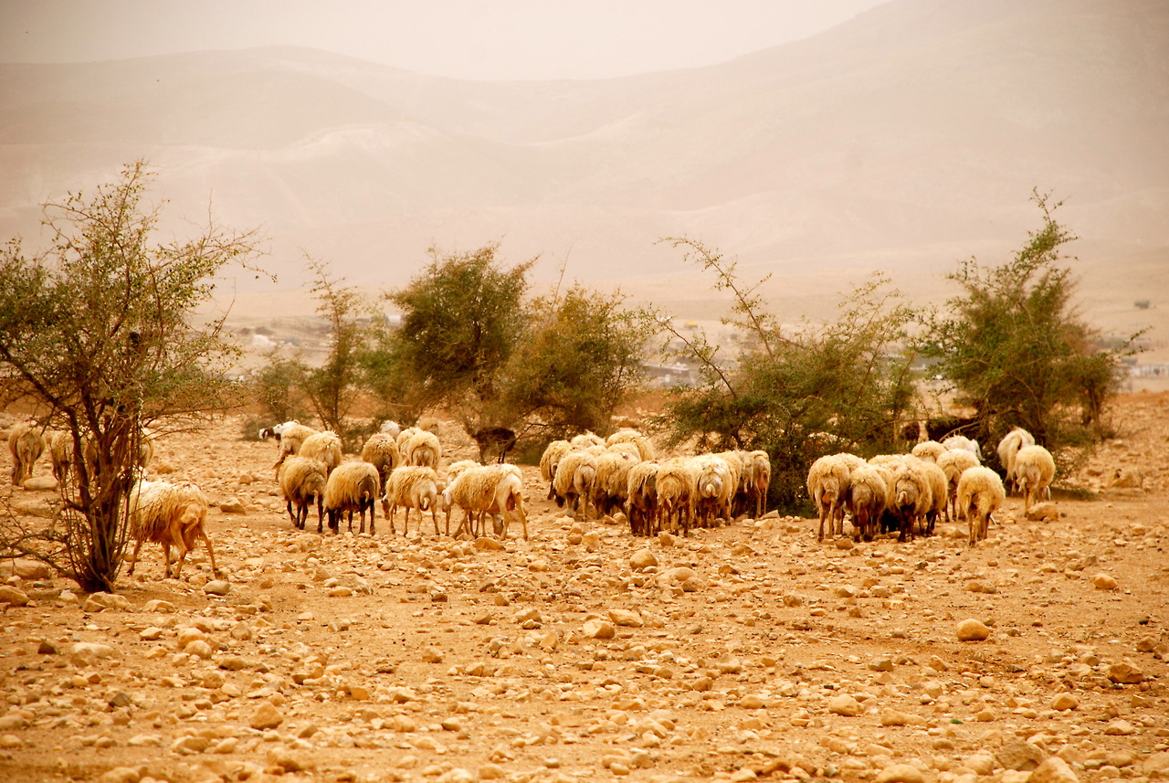 Grazing sheep in Auja. Many shepherds have had to give up their herds due to shortage of water and grazing space.