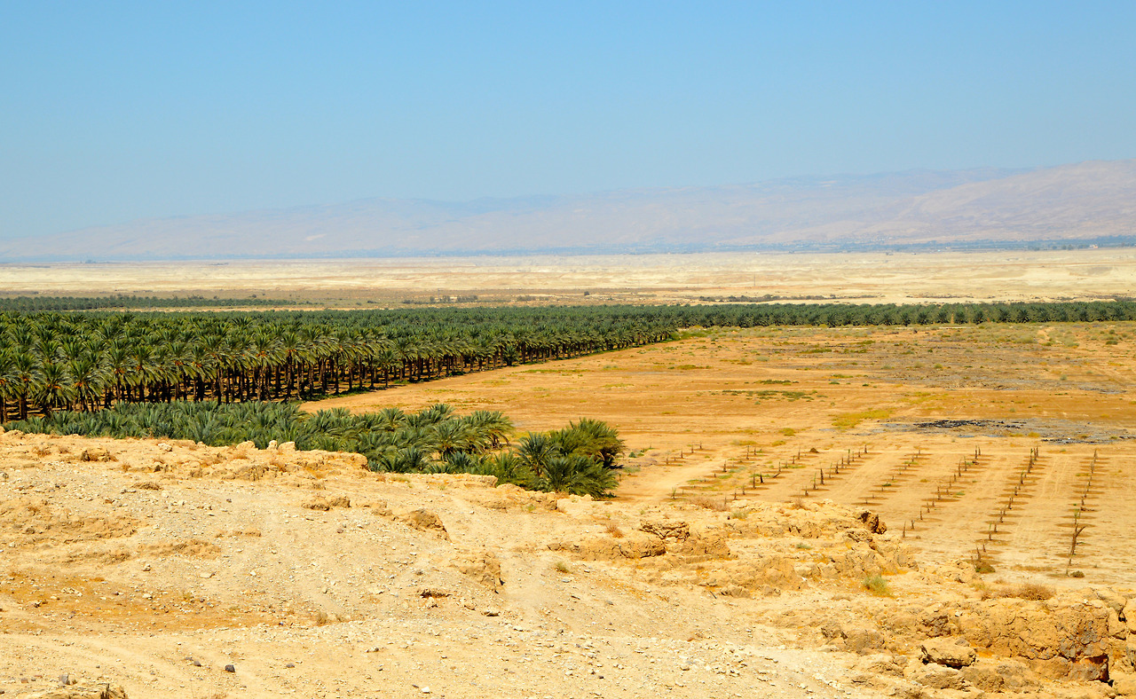 Irrigated Israeli settlement agribusiness date farms next to water-deprived Palestinian land.