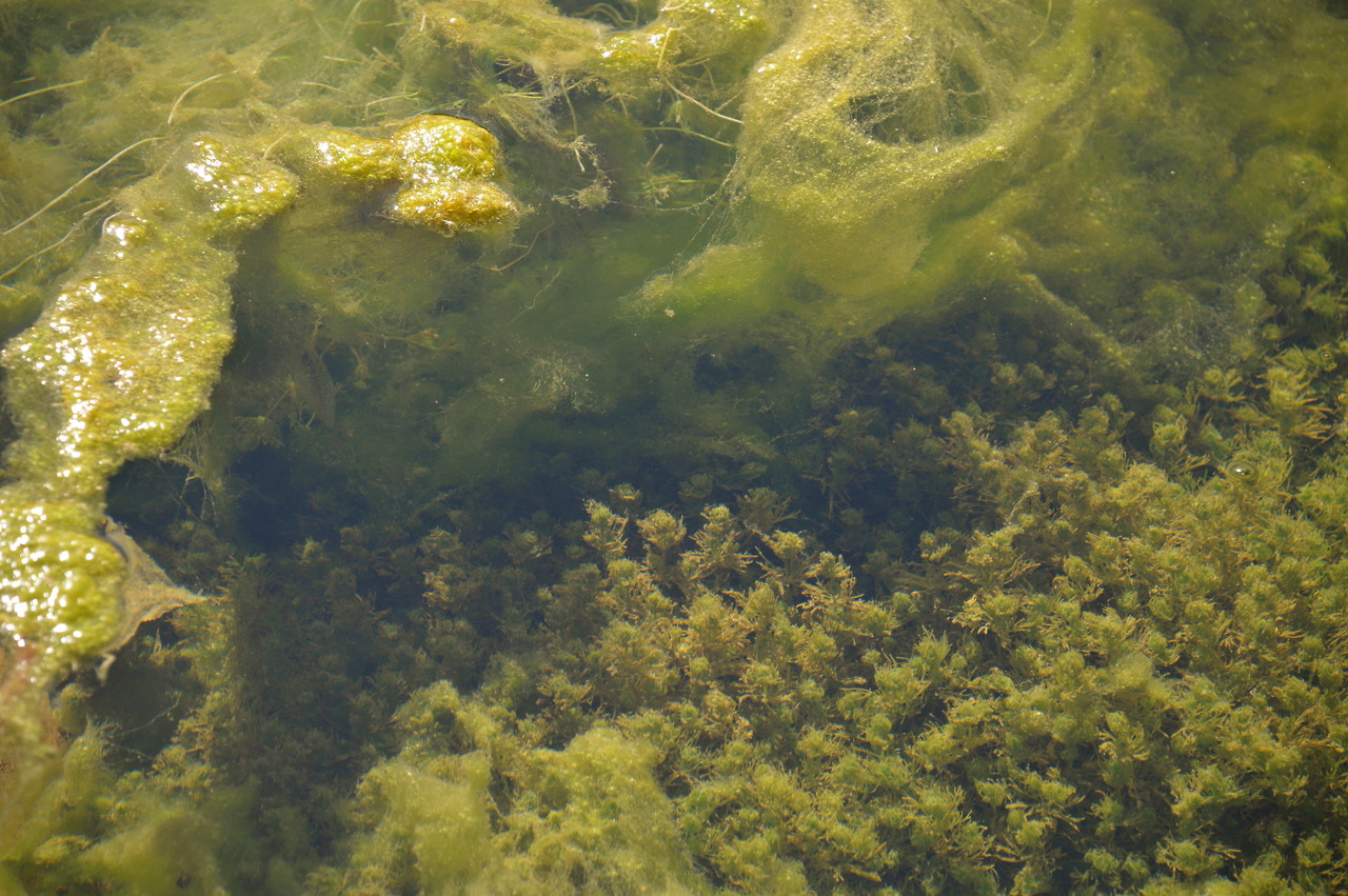 Aquatic parasites in the Auja spring canals.