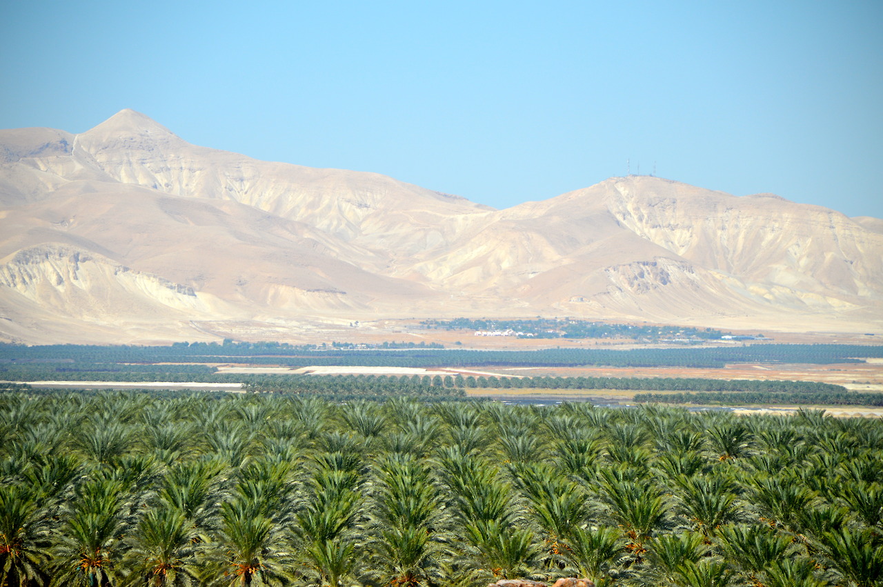 Israeli settlement date plantations.
